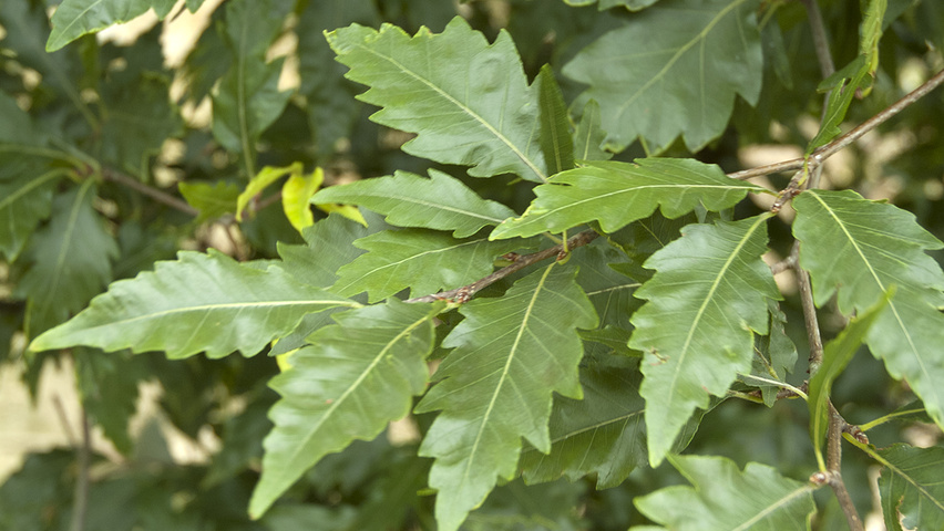 Fagus sylvatica 'Aspleniifolia' blad