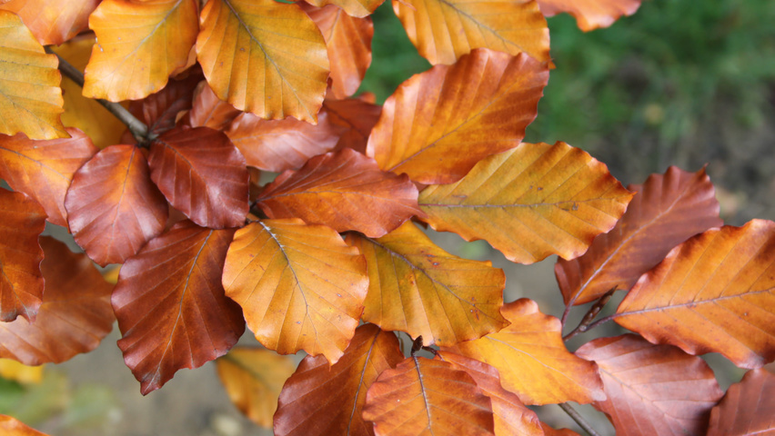 Fagus sylvatica 'Atropunicea' liście jesienią