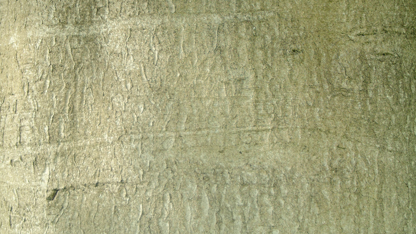 Fagus sylvatica 'Atropunicea' kora