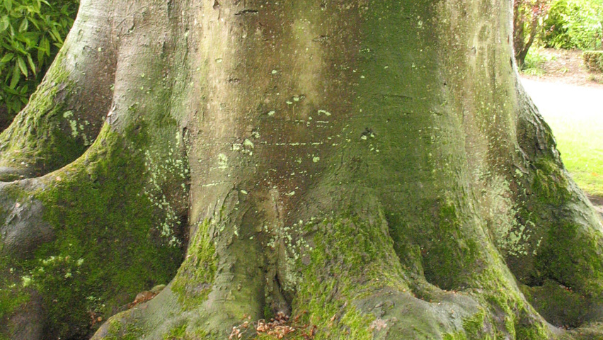 Fagus sylvatica 'Atropunicea' kora