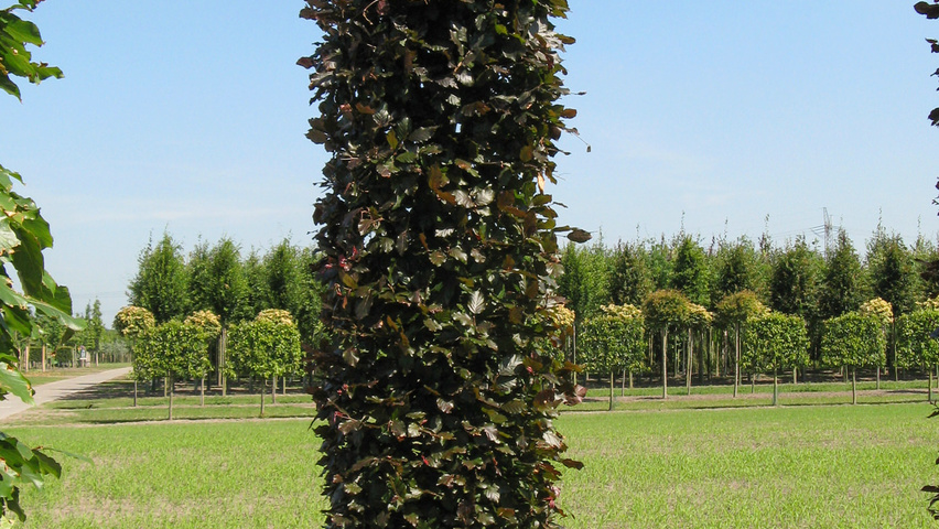 Fagus sylvatica 'Atropunicea' kolumna