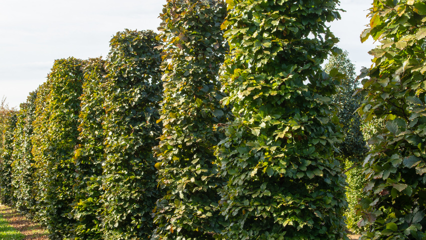 Fagus sylvatica 'Atropunicea' kolumna