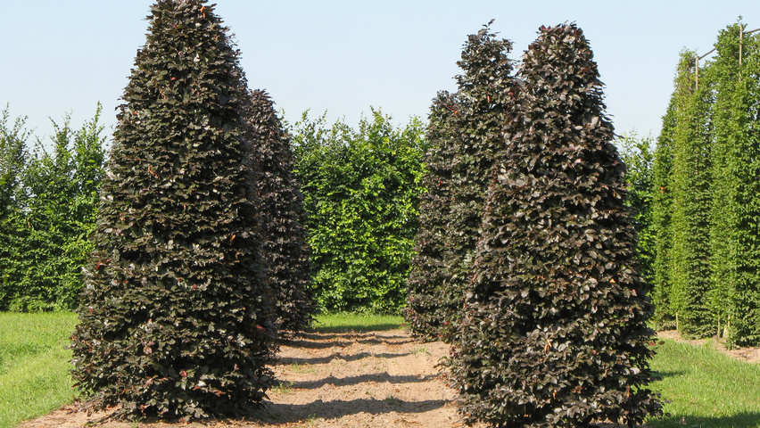 Fagus sylvatica 'Atropunicea' stożek