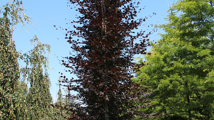 Fagus sylvatica 'Atropunicea' pokrój naturalny