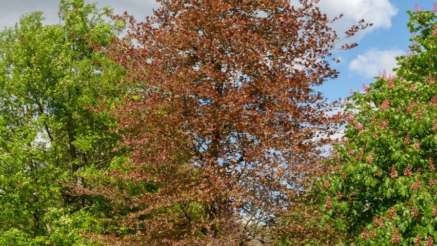 Fagus sylvatica 'Atropunicea' pokrój naturalny