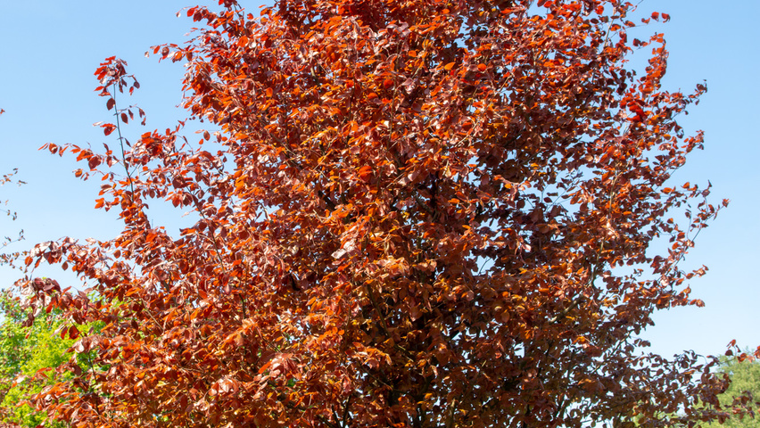 Fagus sylvatica 'Atropunicea' pokrój naturalny