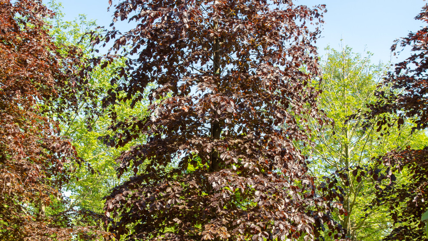 Fagus sylvatica 'Atropunicea' pokrój naturalny