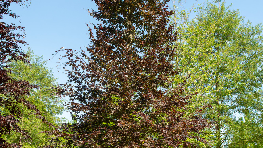 Fagus sylvatica 'Atropunicea' pokrój naturalny