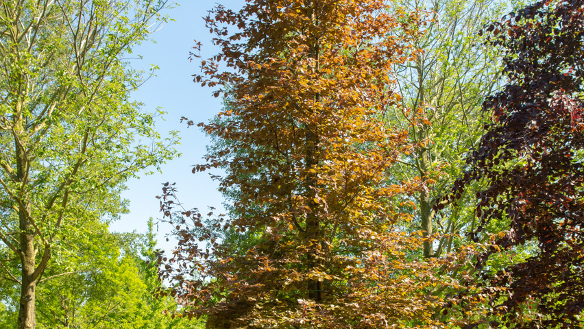 Fagus sylvatica 'Atropunicea' pokrój naturalny