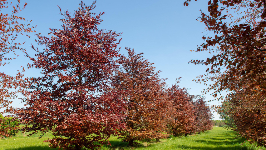 Fagus sylvatica 'Atropunicea' pokrój naturalny