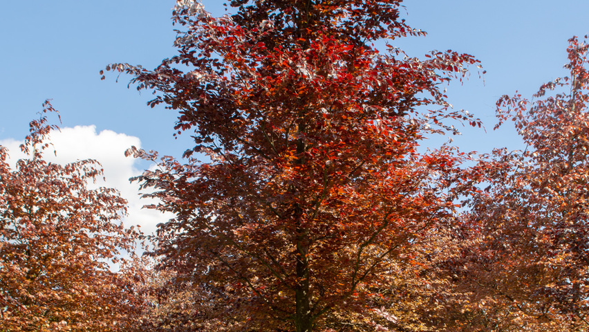 Fagus sylvatica 'Atropunicea' pienne