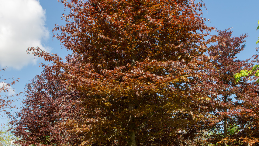 Fagus sylvatica 'Atropunicea' pienne