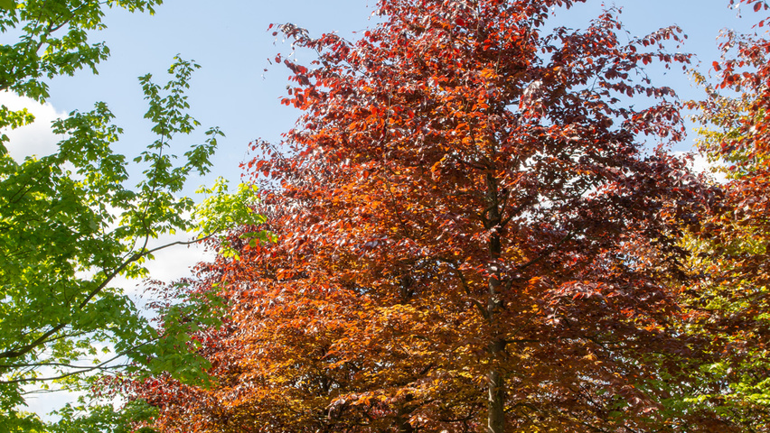 Fagus sylvatica 'Atropunicea' pienne