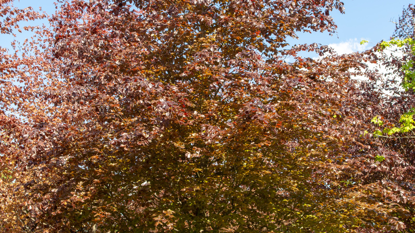 Fagus sylvatica 'Atropunicea' pienne