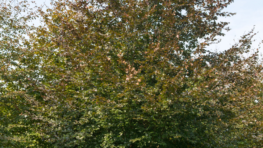 Fagus sylvatica 'Atropunicea' pienne