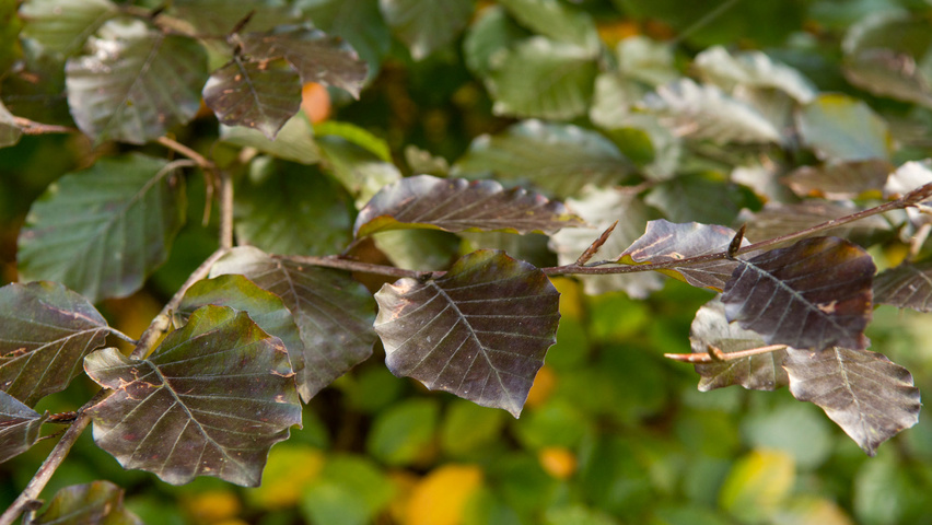 Fagus sylvatica 'Atropunicea' liście