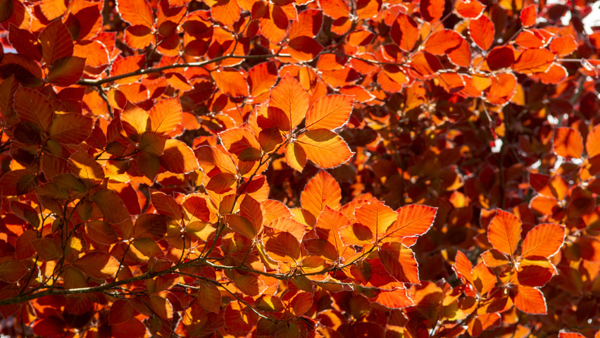 Fagus Sylvatica Atropunicea Treeebb Baumsuchmaschine Im Internet Baumschule Ebben