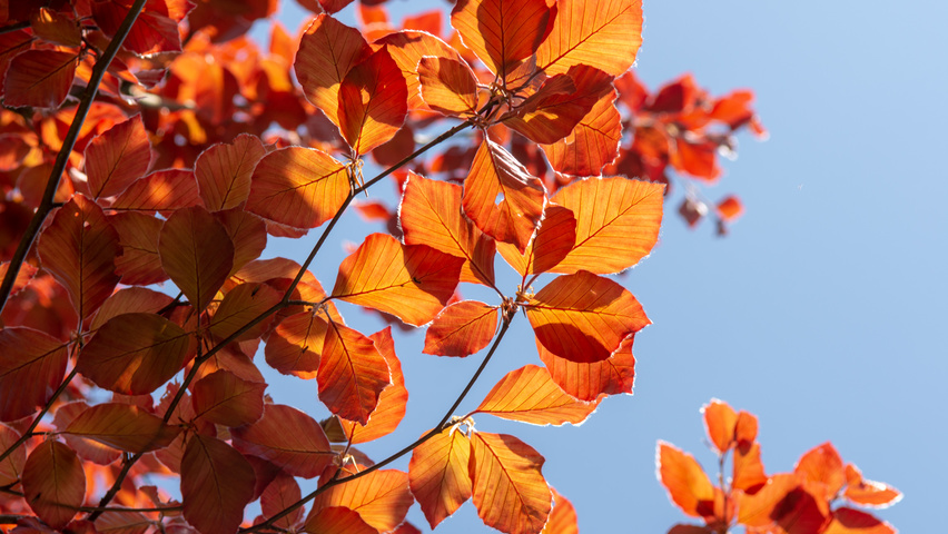 Fagus sylvatica 'Atropunicea' liście