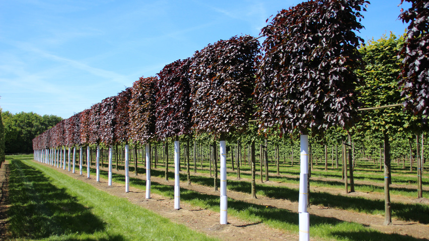 Fagus sylvatica 'Atropunicea' ekranowy