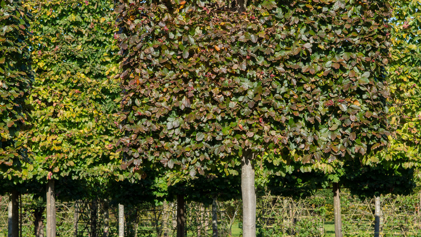 Fagus sylvatica 'Atropunicea' ekranowy