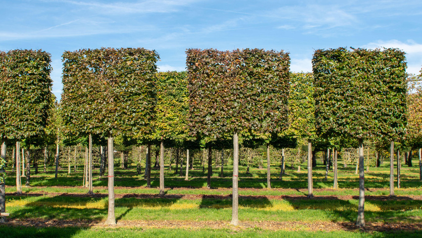Fagus sylvatica 'Atropunicea' ekranowy