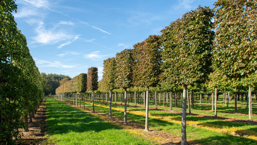 Fagus sylvatica 'Atropunicea' ekranowy