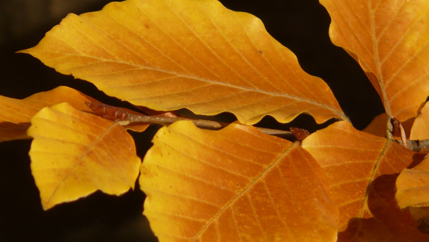 Fagus sylvatica autumn leaves