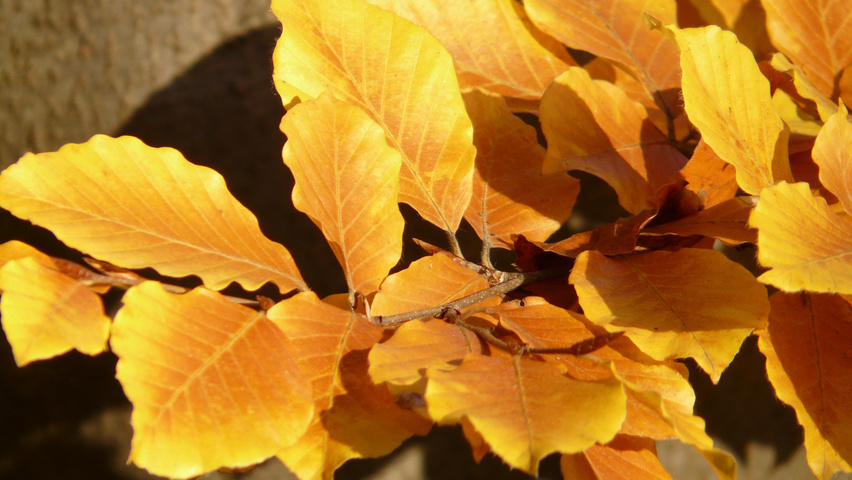 Fagus sylvatica autumn leaves