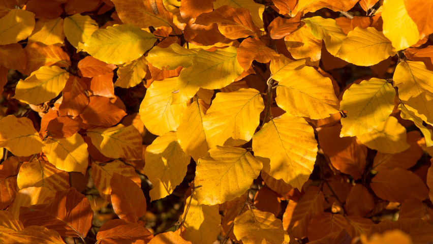 Fagus sylvatica autumn leaves
