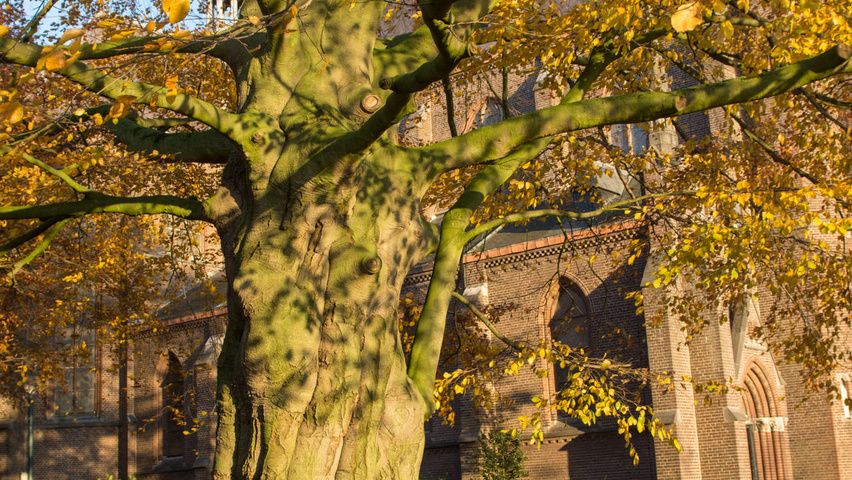 Fagus sylvatica bark