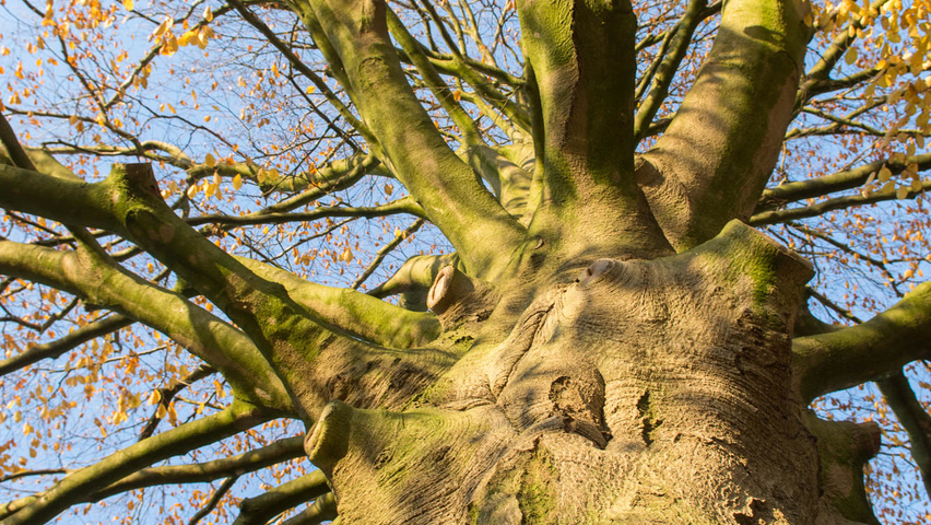Fagus sylvatica bark