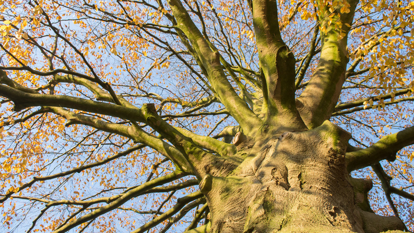 Fagus sylvatica bark