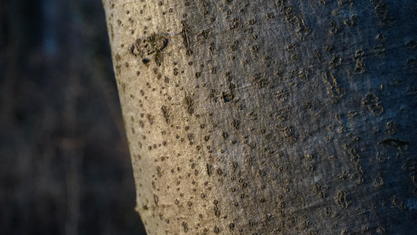 Fagus sylvatica bark