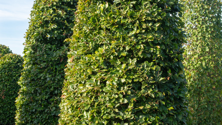 Fagus sylvatica beehive