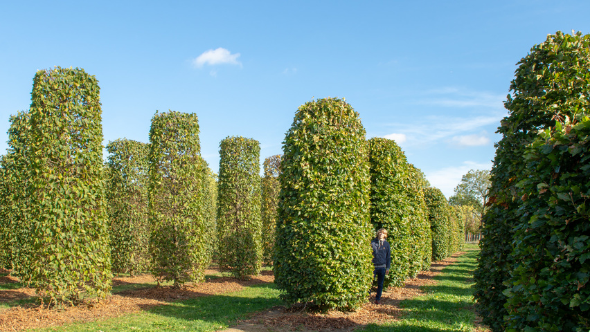 Fagus sylvatica beehive