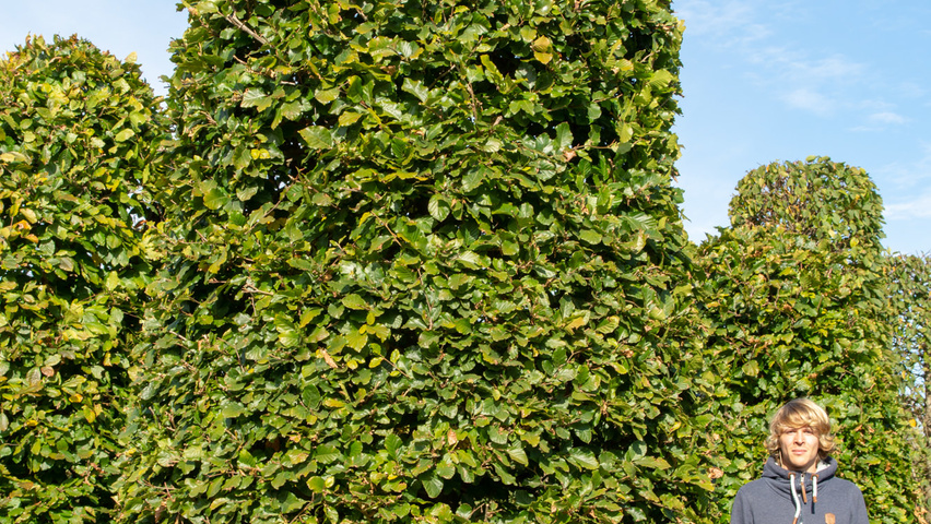 Fagus sylvatica beehive