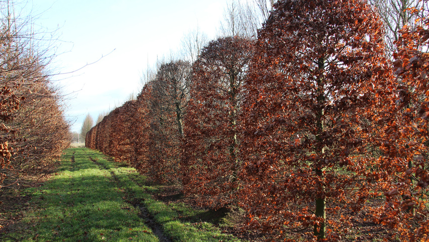 Fagus sylvatica beehive