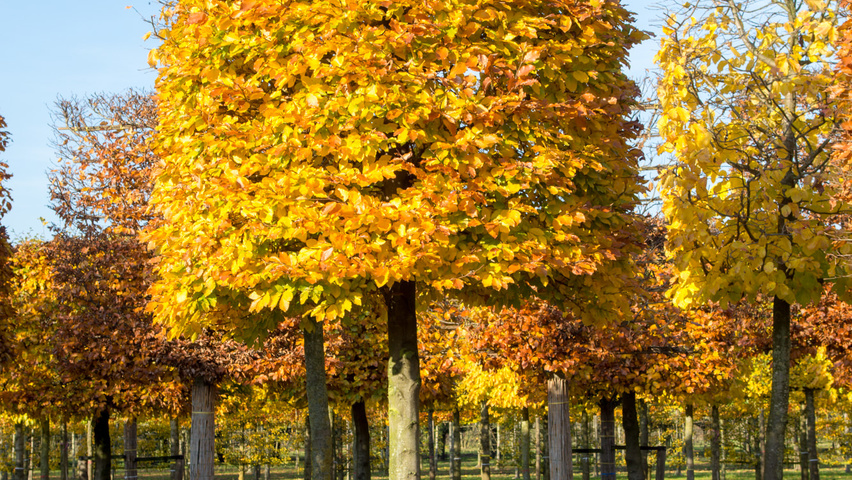 Fagus sylvatica beehive