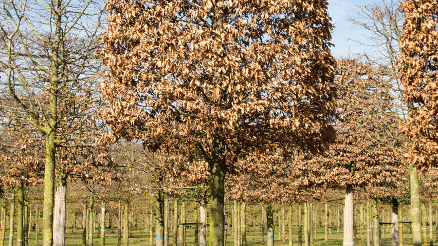 Fagus sylvatica beehive