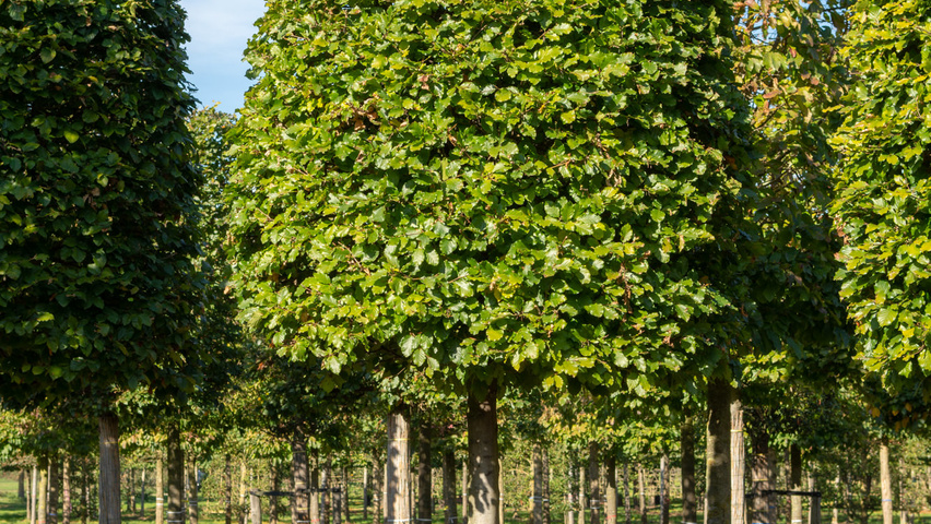 Fagus sylvatica beehive