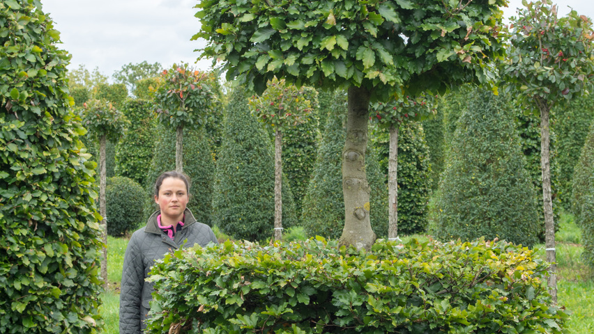Fagus sylvatica bonsai