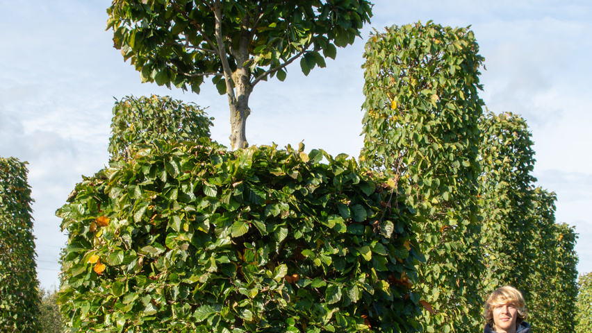 Fagus sylvatica bonsai