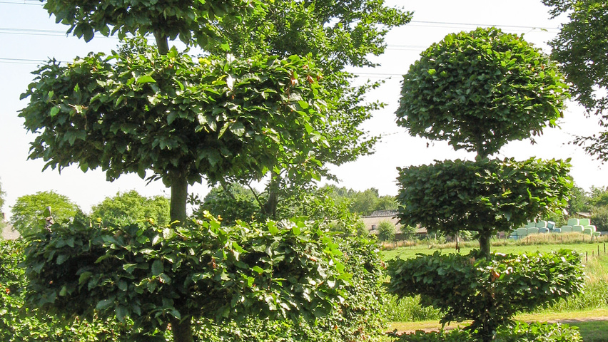 Fagus sylvatica bonsai