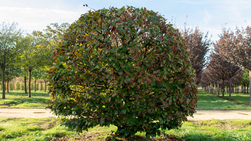 Fagus sylvatica bowl