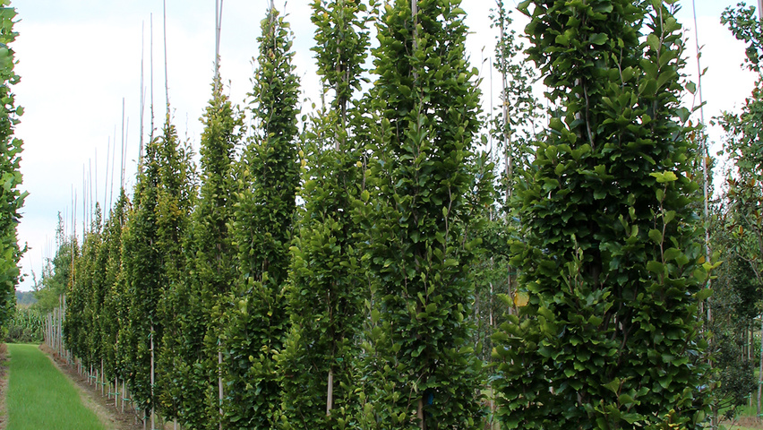 Fagus sylvatica 'Dawyck Gold' feathered