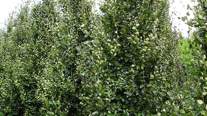 Fagus sylvatica 'Dawyck Gold' feathered