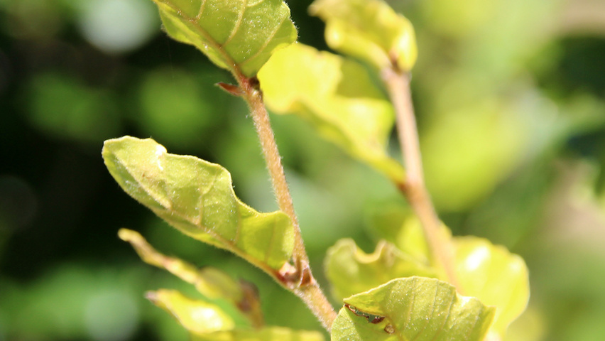 Fagus sylvatica 'Dawyck Gold' leaves