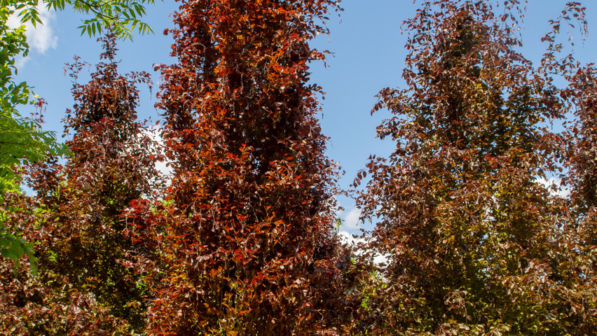 Fagus sylvatica 'Dawyck Purple' Деревья с центральным стволом и ветвями от земли