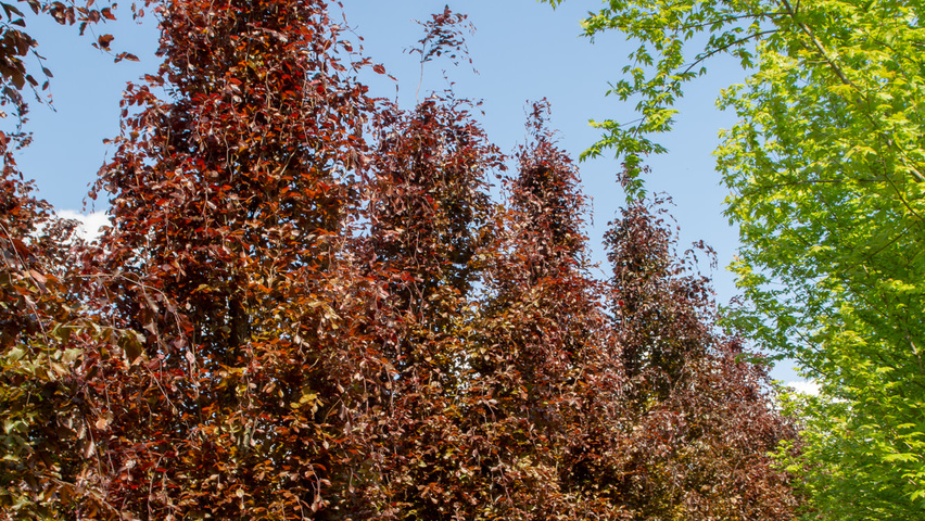Fagus sylvatica 'Dawyck Purple' Деревья с центральным стволом и ветвями от земли