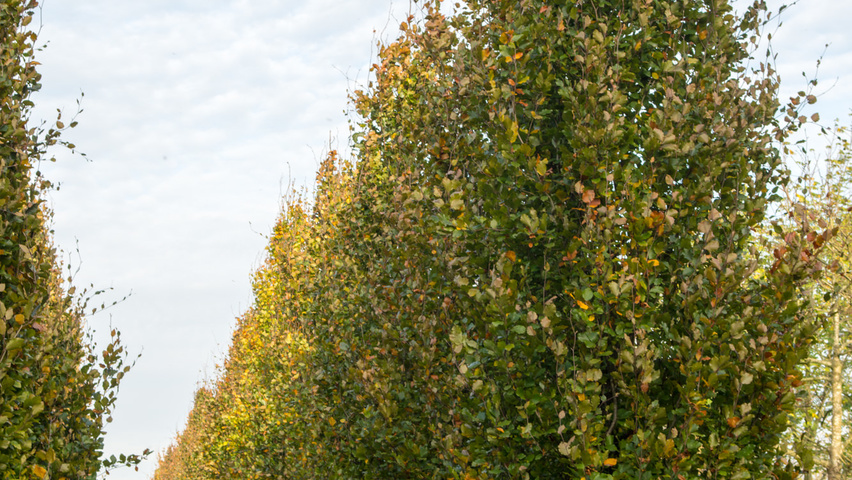 Fagus sylvatica 'Dawyck Purple' Деревья с центральным стволом и ветвями от земли